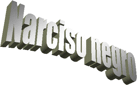  Narciso negro 